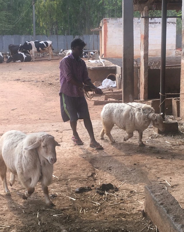 Man holding a sheep on a rope, with a sheep in the foreground and cattle in the background