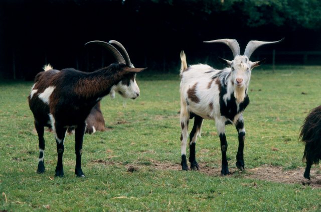Goats with long horns in a field