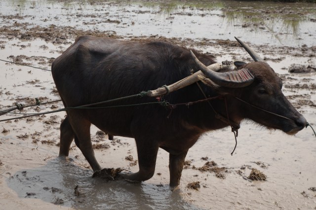 Water buffalo trudging through mud wearing a harness
