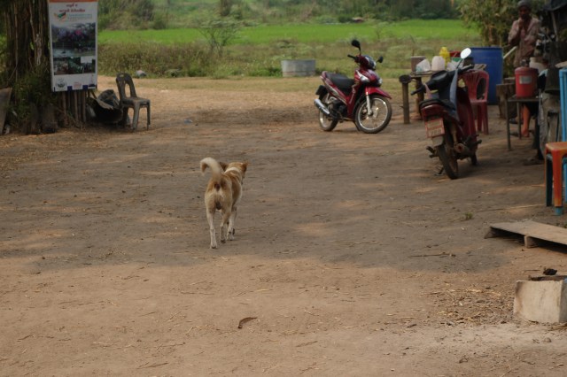 Stray dog walking on a dusty path towards chairs and 2 parked motorbikes