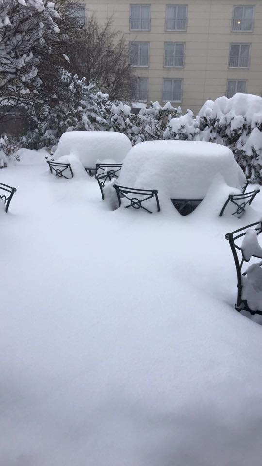 A garden area covered under snow