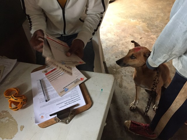 Man with paperwork at a desk is watched by a dog sitting whilst someone holds the dog's lead