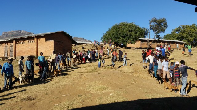 Long queues of people waiting with their dogs on a hill, beside some buildings