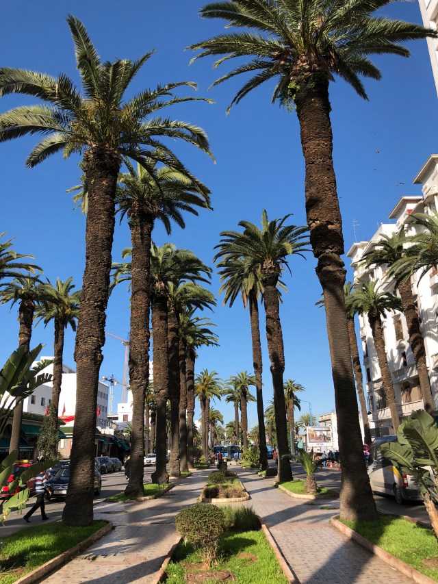 A wide pedestrian avenue lined with palm trees