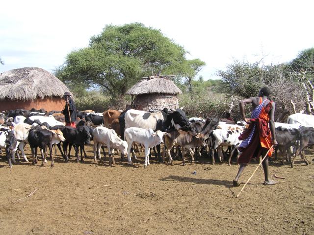 Farmer herding his livestock in an African village