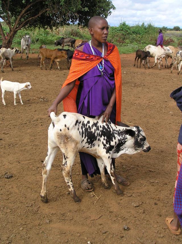 Woman in a clearing holding a calf in front of her, with more cattle in the background