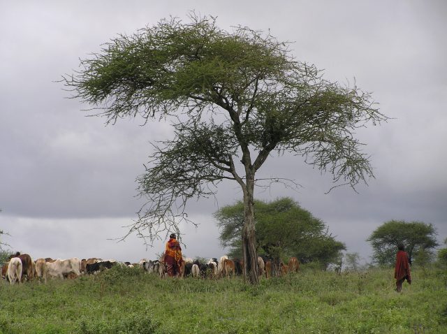 Cattle and herdsmen under and around some trees
