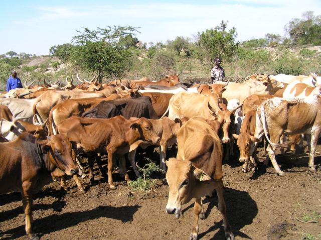 Cattle herd in a clearing with trees and 2 herdsmen in the background