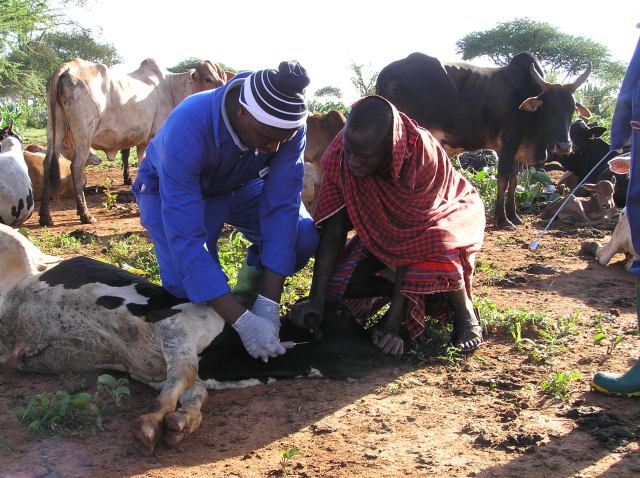 Herdsmen taking samples from a cow being held down on the ground