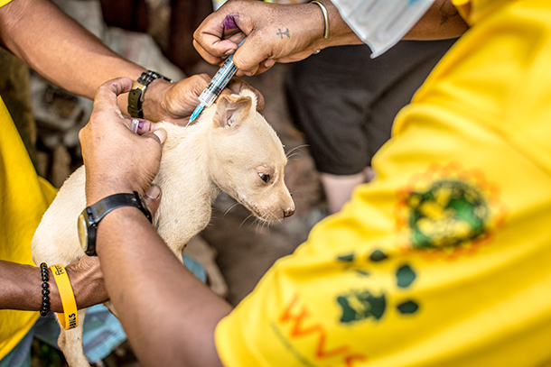 A puppy being held whilst a vaccine is being inserted to the back of it's neck