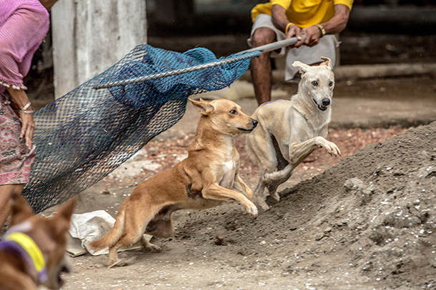 2 people using butterfly nets to catch 2 stray dogs