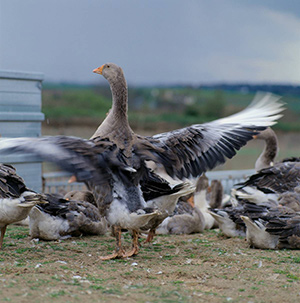 Flock of wild geese