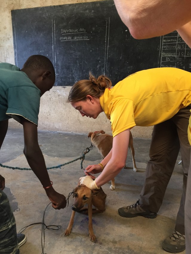 Female vaccinates a dog whilst a man holds the dog's lead