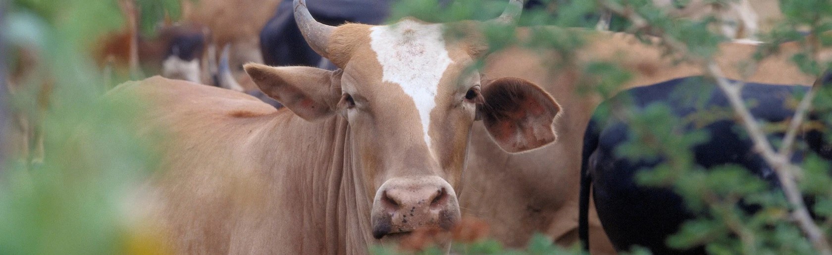 Focus On foot and mouth disease vaccine strains banner image - A cow staring directly through a gap in branches at the camera