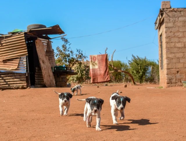 Three puppies are running towards the camera