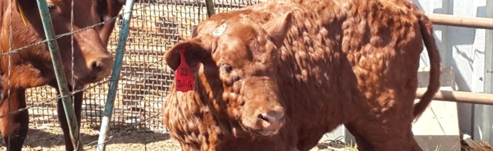 Calf suffering from lumpy skin, in a pen, with a cow looking through the fence at it